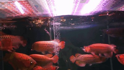 龍魚直接黑缸：黑缸飼養(yǎng)龍魚的注意事項(xiàng)