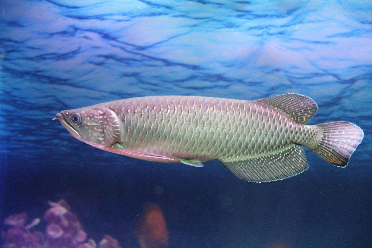 純白色的龍魚（名貴|史上身價(jià)最貴的龍魚竟然是純白色的）