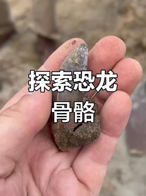 有沒有霸王龍腳印化石的高清圖片？ 有沒有霸王龍腳印化石的高清圖片？ 龍魚百科 第2張