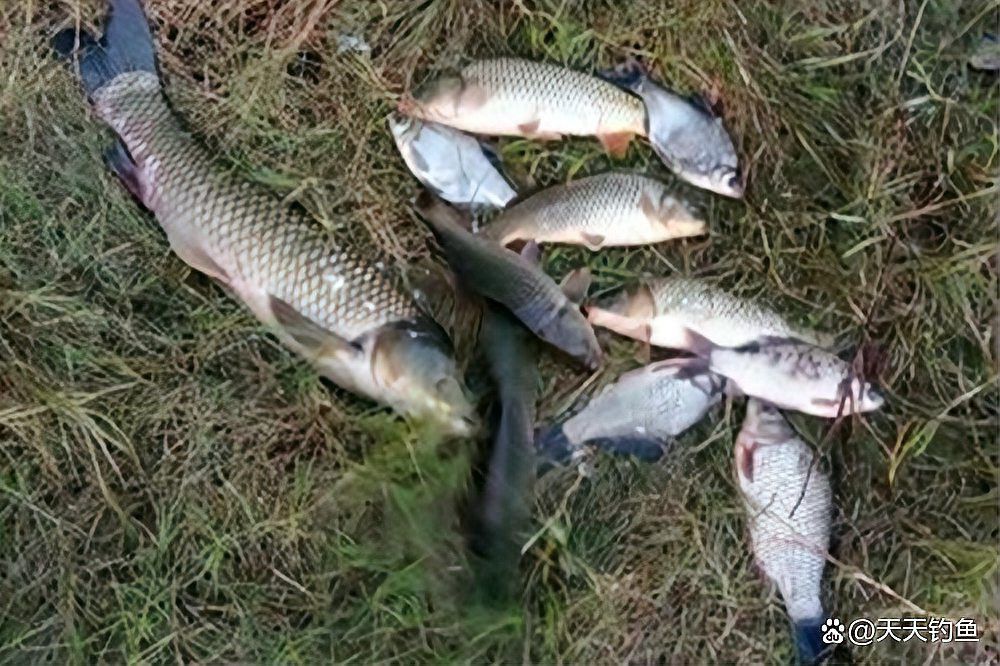 野釣雷龍魚 野釣雷龍魚 龍魚百科 第7張
