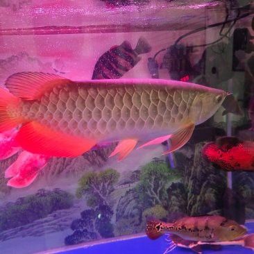 金龍魚五十公分多少錢一條