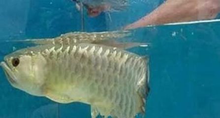 金龍魚在水里不停的張口是怎么回事：金龍魚在水里不停的張口可能有以下幾個原因可能是患病了