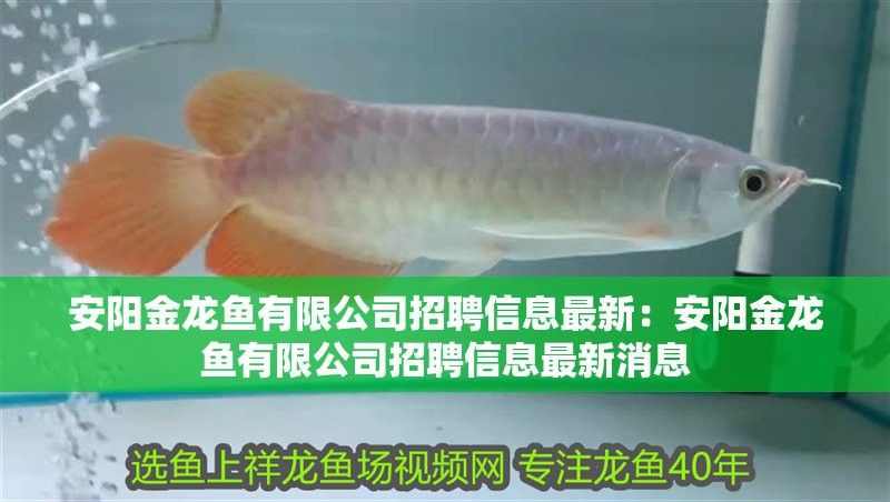 安陽金龍魚食品廠怎么樣呀招聘