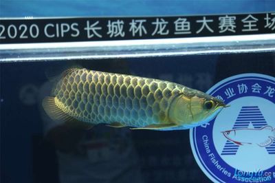 龍魚協(xié)會(huì)文建強(qiáng)：“長(zhǎng)城杯”國(guó)際龍魚大賽是文建強(qiáng)領(lǐng)導(dǎo)下的“長(zhǎng)城杯”國(guó)際龍魚大賽