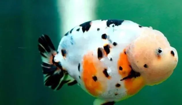 金魚排名前十名