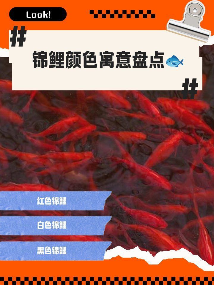 錦鯉不同顏色的寓意 錦鯉不同顏色的寓意 龍魚百科 第5張