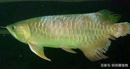 龍魚(yú)爛鰭怎么治療好：龍魚(yú)爛鰭術(shù)后護(hù)理要點(diǎn),