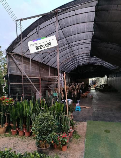 紅龍魚在哪里買便宜的好呢