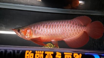 賽級紅龍賽級紅龍賽級紅龍賽級紅龍賽級紅龍是什么意思：紅龍賽級分類 賽級紅龍賽級紅龍賽級紅龍賽級紅龍賽級紅龍是什么意思：紅龍賽級分類 龍魚百科 第3張