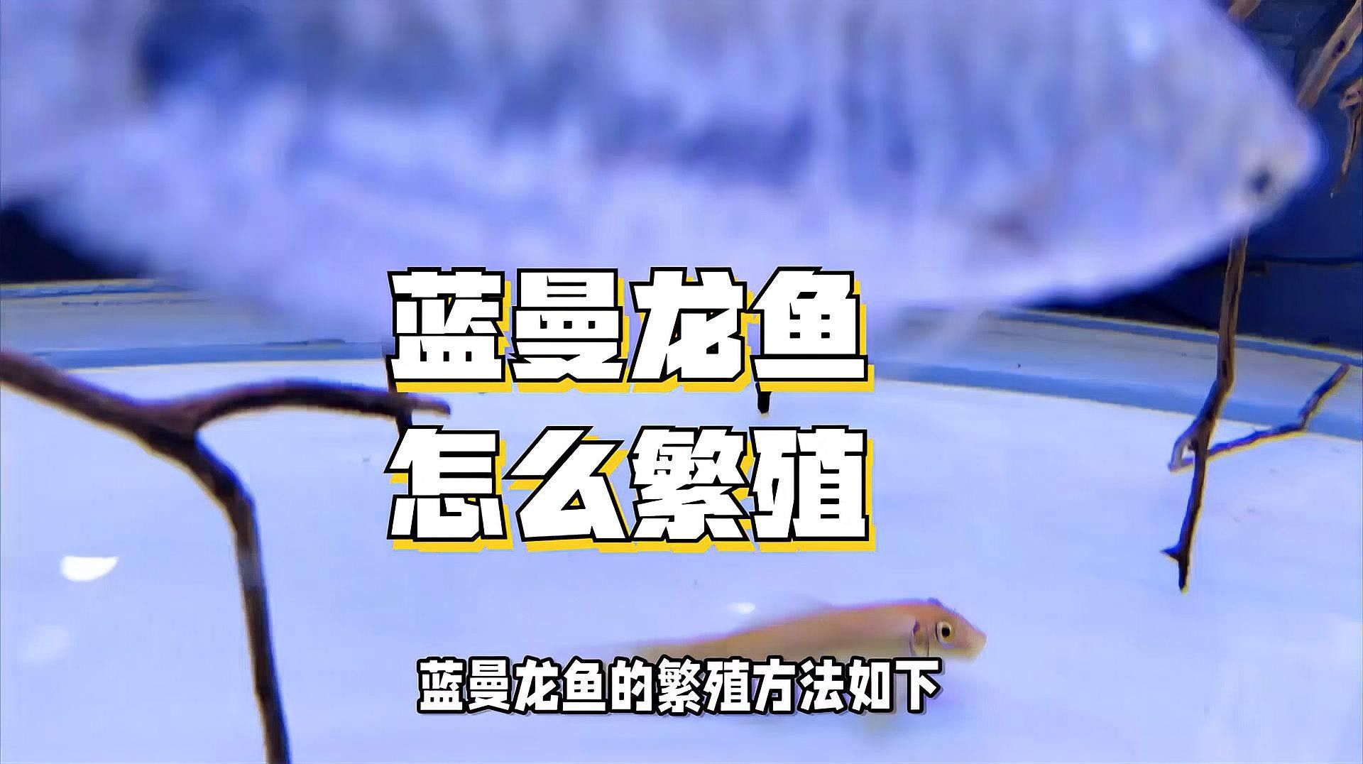 曼龍魚的最佳繁殖環境是什么？