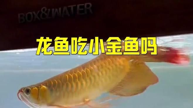 龍魚能吃小魚苗嗎圖片 龍魚能吃小魚苗嗎圖片 龍魚百科 第26張