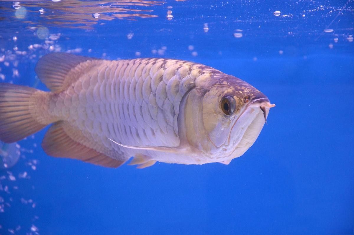 龍魚能吃小魚苗嗎圖片 龍魚能吃小魚苗嗎圖片 龍魚百科 第28張