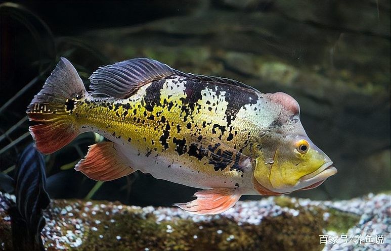龍魚能吃小魚苗嗎圖片 龍魚能吃小魚苗嗎圖片 龍魚百科 第29張