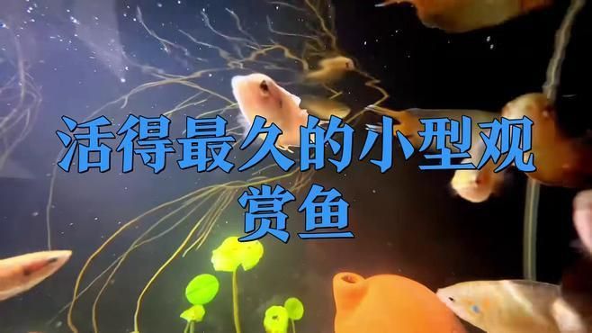 哪種小型觀賞魚壽命最長 龍魚百科 第1張 哪種小型觀賞魚壽命最長 哪種小型觀賞魚壽命最長 龍魚百科 第1張