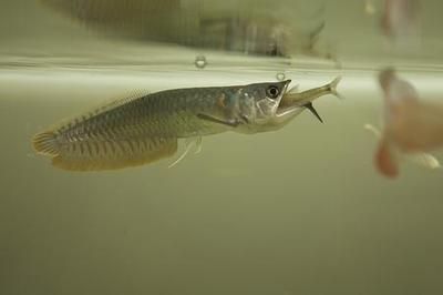 龍魚吃飽后的行為分析（龍魚吃飽后會趴缸嗎？）