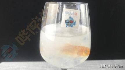 龍魚魚缸水多重（如何計算龍魚魚缸中水的重量）