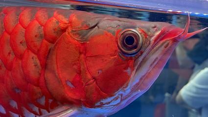 龍魚魚缸水多重（如何計算龍魚魚缸中水的重量）