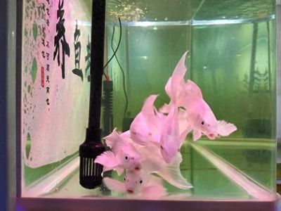 龍魚魚缸水多重（如何計算龍魚魚缸中水的重量）