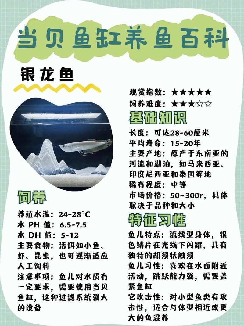 銀龍魚小魚缸能養嗎視頻大全 銀龍魚小魚缸能養嗎視頻大全 龍魚百科