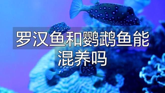 羅漢魚能和鸚鵡魚混養嗎
