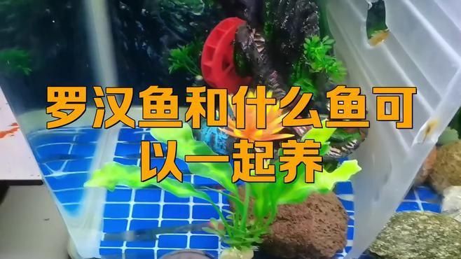 羅漢魚能和鸚鵡魚混養嗎
