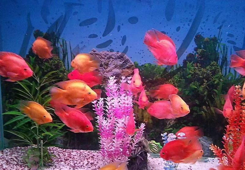 羅漢魚能和鸚鵡魚混養嗎
