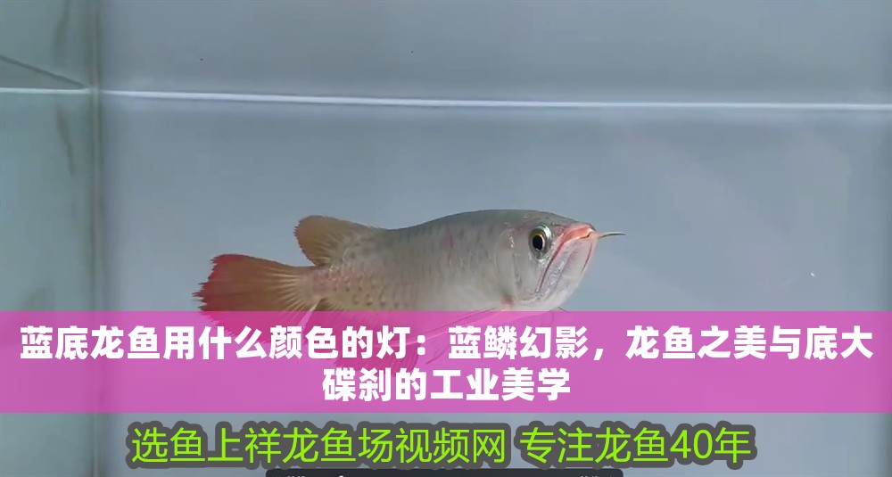 藍底龍魚用什么顏色的燈：藍鱗幻影，龍魚之美與底大碟剎的工業美學