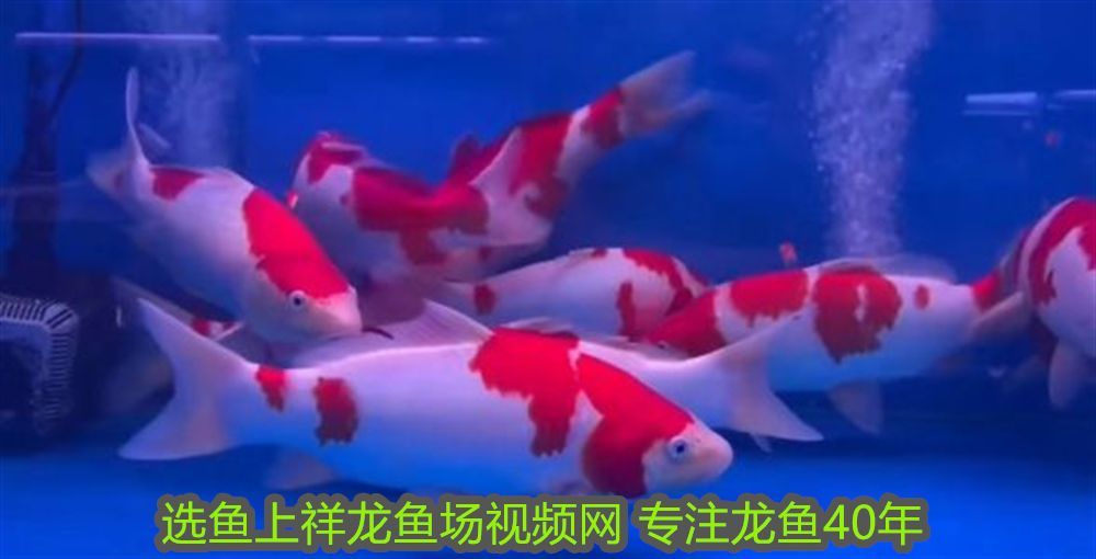 藍底龍魚用什么顏色的燈：藍鱗幻影，龍魚之美與底大碟剎的工業美學