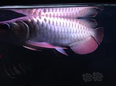 龍魚的燈什么時候開