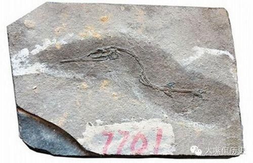 龍魚化石介紹：古生物學重大發現，喜馬拉雅魚龍化石介紹