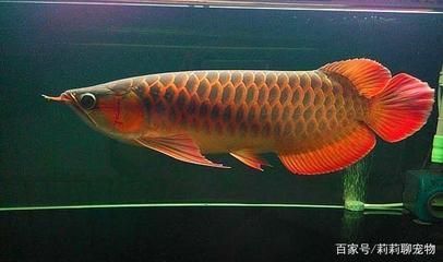 龍魚狀態有點飄（龍魚狀態有點飄是怎么回事）