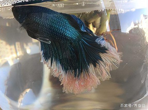 紅龍魚燒尾多久可以恢復 紅龍魚燒尾多久可以恢復 龍魚百科 第7張