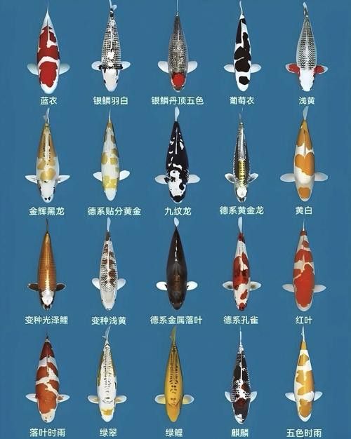 如何選擇適合混養的錦鯉品種？