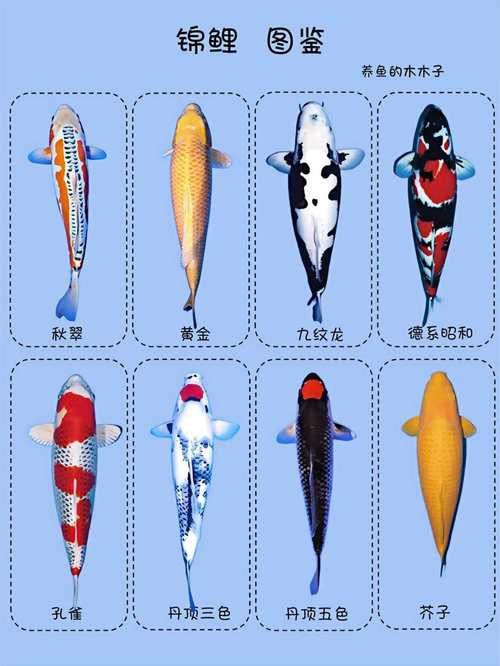 如何選擇適合混養的錦鯉品種？