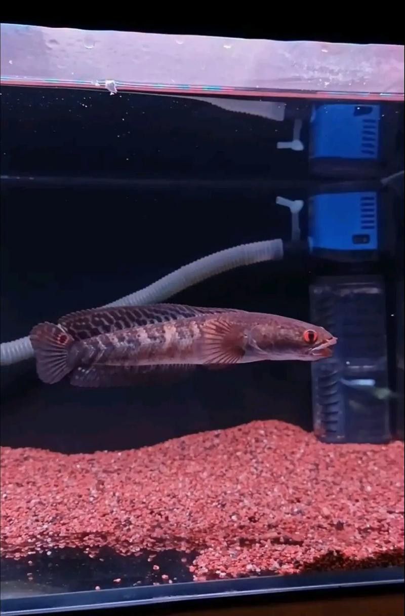 紅帝王雷龍魚怎么區分真假