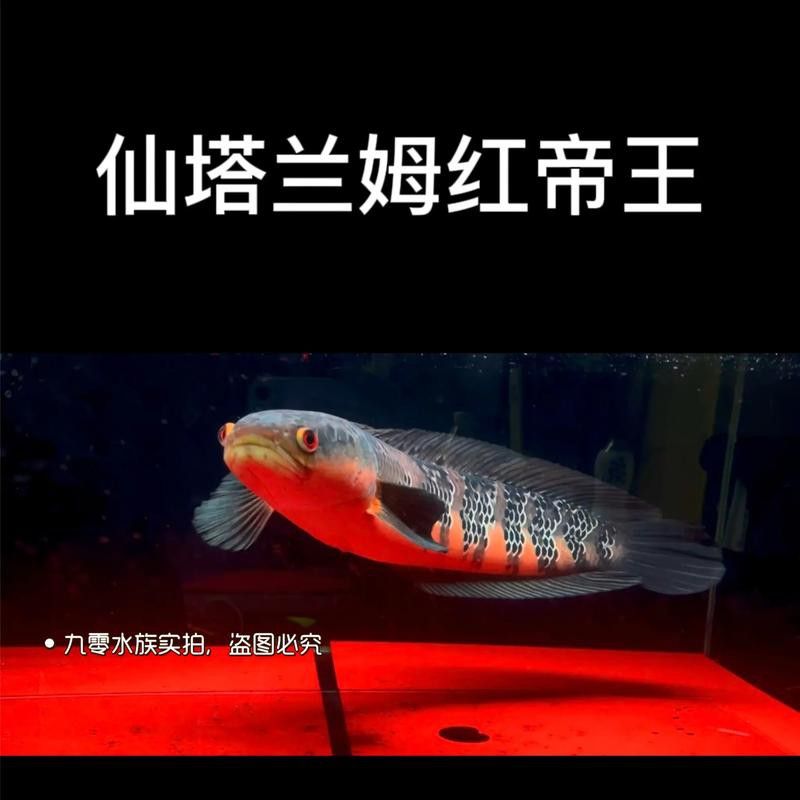 紅帝王雷龍魚怎么區分真假