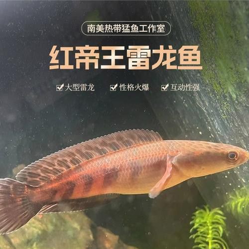 紅帝王雷龍魚怎么區分真假