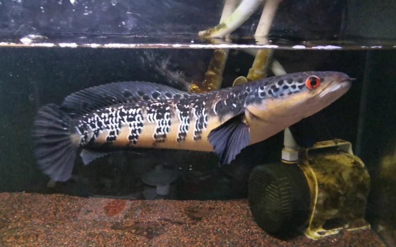 紅帝王雷龍魚怎么區分真假