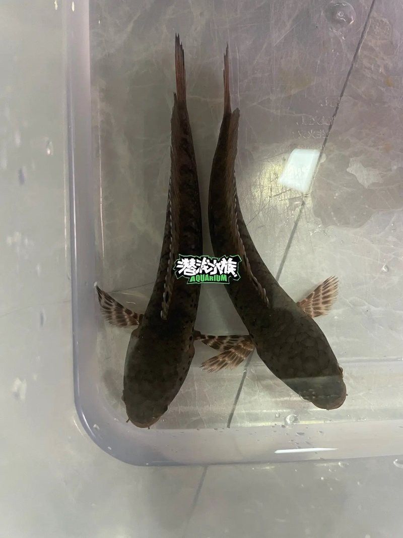紅帝王雷龍魚怎么區分真假
