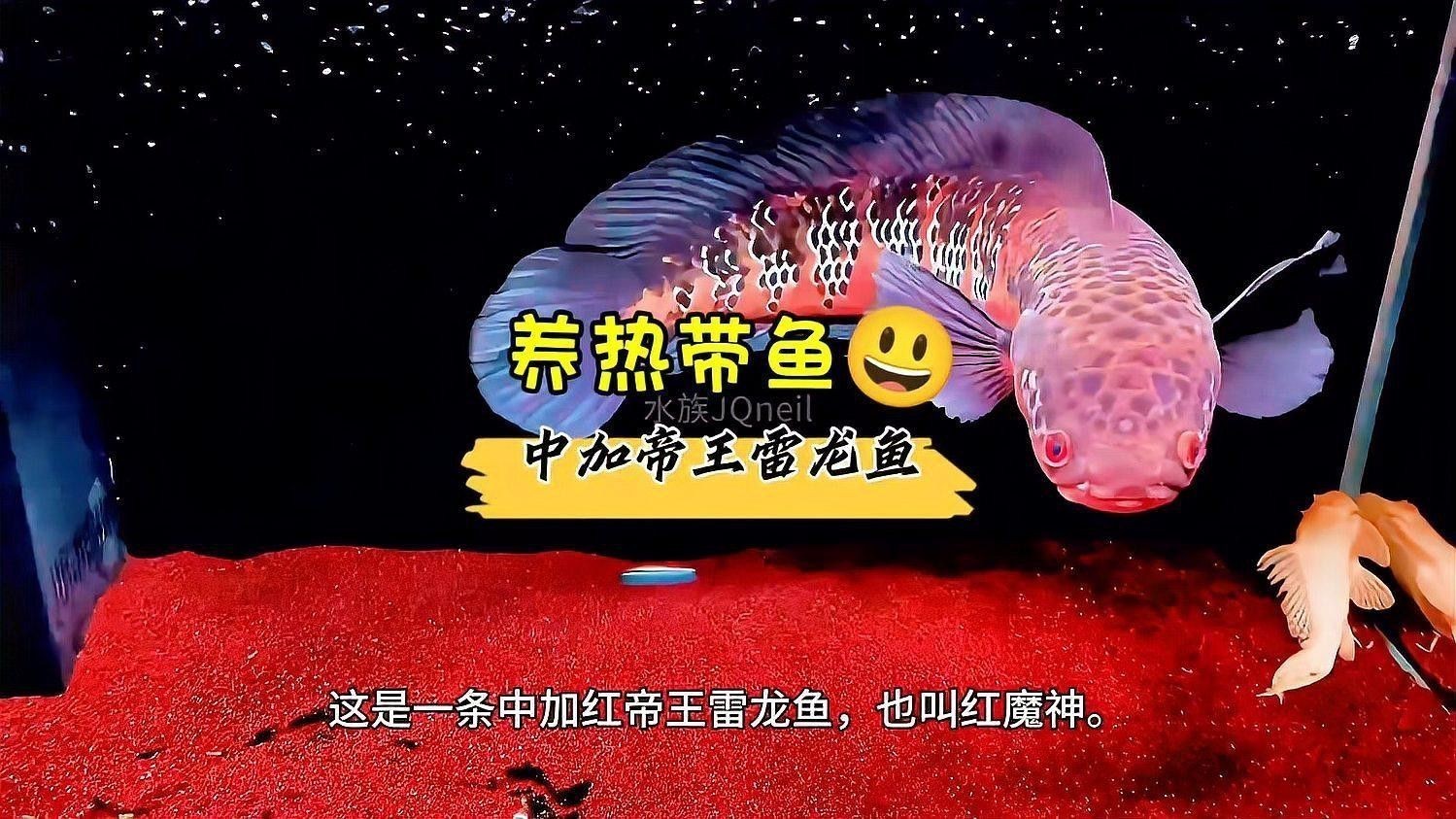 紅帝王雷龍魚怎么區分真假