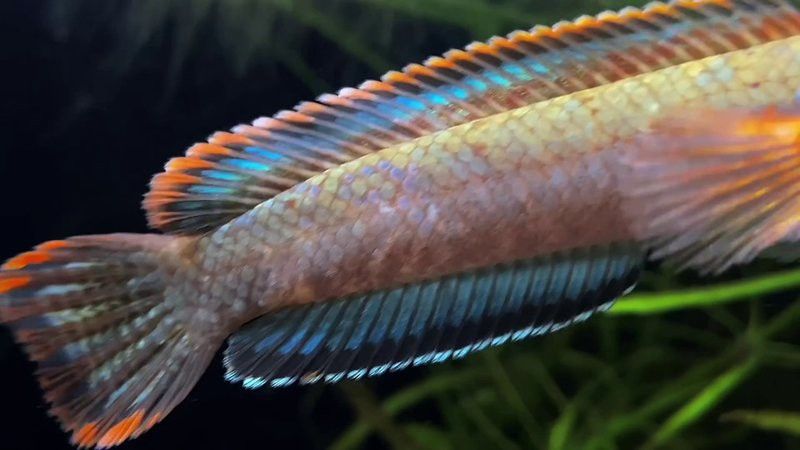 紅帝王雷龍魚怎么區分真假