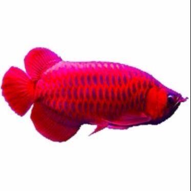 藍色金龍魚微信頭像：如何制作一個藍色金龍魚微信頭像 藍色金龍魚微信頭像：如何制作一個藍色金龍魚微信頭像 龍魚百科 第2張