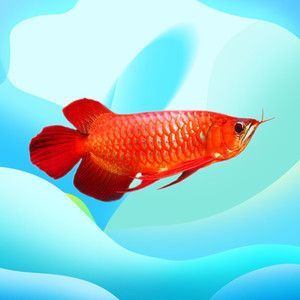 藍色金龍魚微信頭像：如何制作一個藍色金龍魚微信頭像 藍色金龍魚微信頭像：如何制作一個藍色金龍魚微信頭像 龍魚百科 第1張