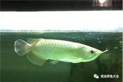 龍魚開燈多久能長大：龍魚開燈多久能長大， 龍魚開燈多久能長大：龍魚開燈多久能長大， 龍魚百科 第1張