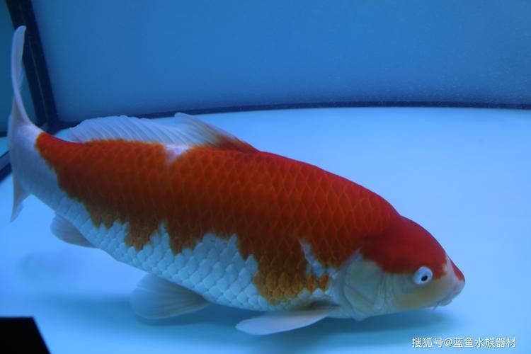 錦鯉紅白幾段最好圖片
