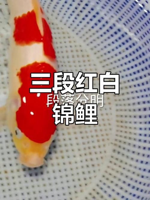 錦鯉紅白幾段最好圖片
