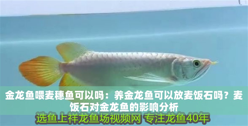 金龍魚喂麥穗魚可以嗎：養金龍魚可以放麥飯石嗎？麥飯石對金龍魚的影響分析
