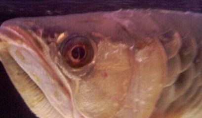 金龍魚凸眼病怎么治療（金龍魚凸眼病如何治療）