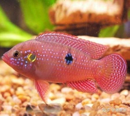 金龍魚凸眼病怎么治療（金龍魚凸眼病如何治療）