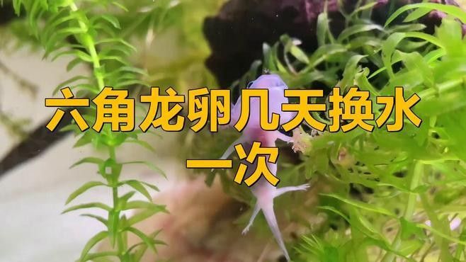 龍魚(yú)繁殖期間需要換水嗎？